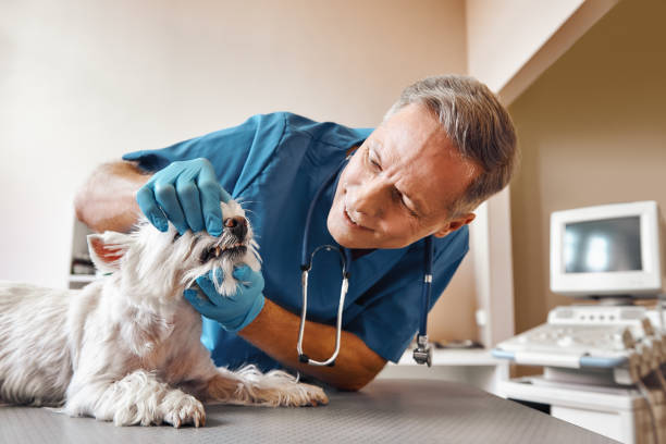 Best Emergency Root Canal Treatment in West Middlesex, PA